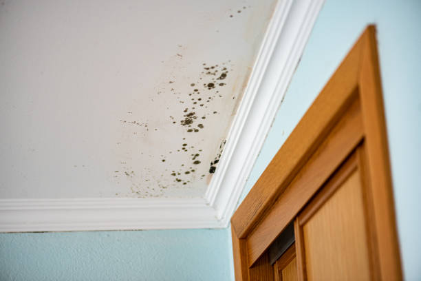 Best Black Mold Removal  in Peosta, IA
